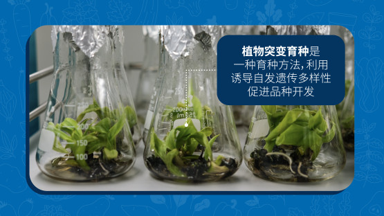 nuclearexplained-plantmutationbreeding-ch01-cover.jpg